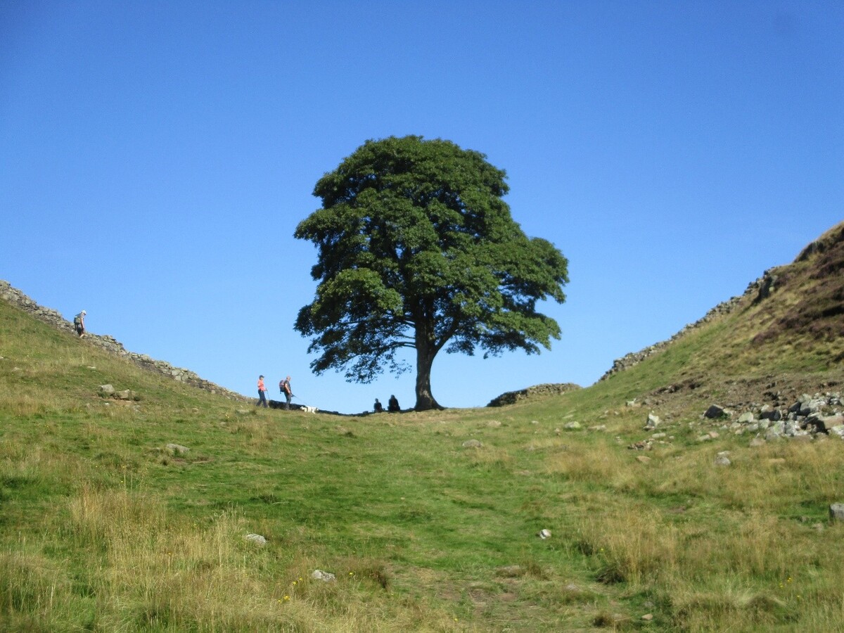 Sycamore Gap - Pat Johnston - August 2023
